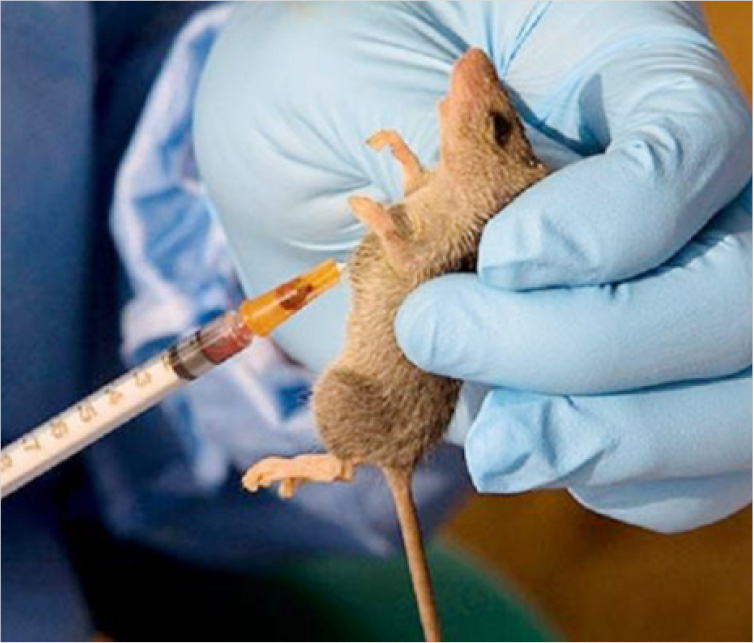 Benue records 63 Lassa fever cases, 11 deaths - Daily Trust